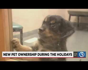 VIDEO: Tips for new pet owners during the holidays