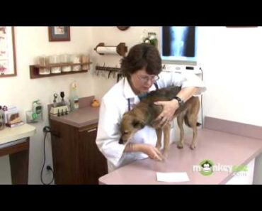 Dog Care