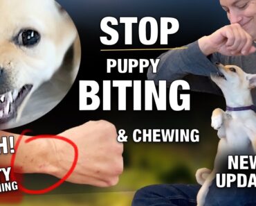 How to STOP The PUPPY BITING & CHEWING MACHINE! Reality