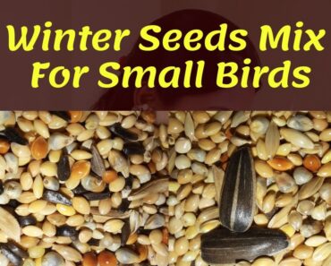 Winter Seeds Mix For Java,Budgies,Finches ,Cockatiels,love Birds || Bird Care