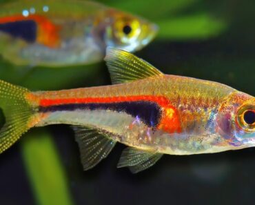 Top 10 Aquarium Fish For Beginners