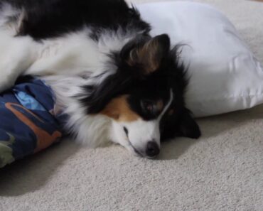 Post Surgical Pet Care at Home