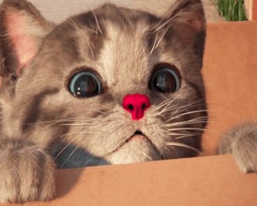 Little Kitten My Favorite Cat