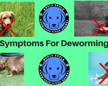 Pet Care – Symptoms For Deworming | Dog
