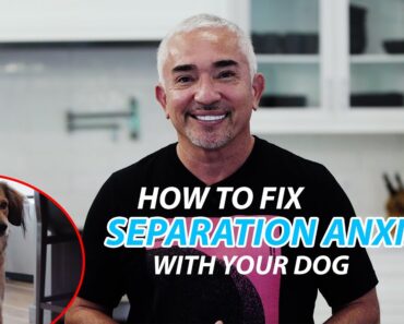 Cesar Explains How To Fix Separation Anxiety With Your Dog
