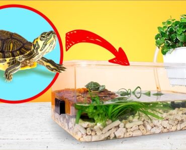 Simple and Cheap Red Eared Turtle Terrarium Tank DIY