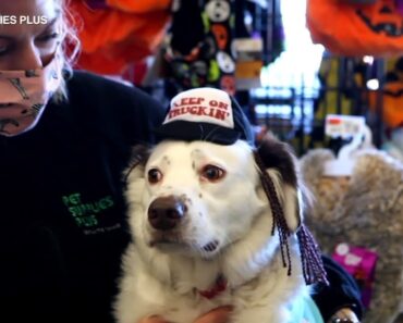 Pet safety tips for Halloween