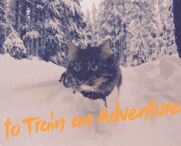 How to Train An Adventure Cat
