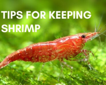 7 Tips for Keeping Shrimp in an Aquarium