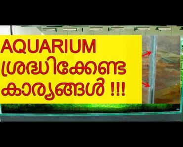 Aquarium Caring | Vivek Parayil
