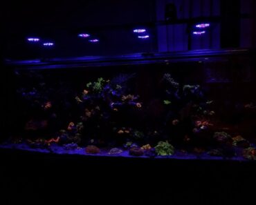 Aquarium Tips with Sanjay Joshi