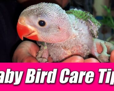 Baby Bird Care Tips || Tutu Talking Parrots