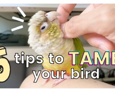 5 TIPS ON HOW TO TAME YOUR BIRD AND GAIN