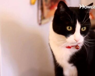 How to Become an Expert at Cat Training