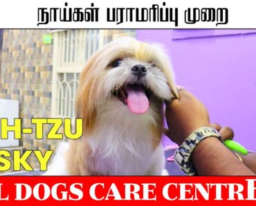 All Dogs Care Centre | நாய்கள் பராமரிப்பு முறை