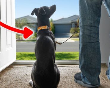 5 IMPORTANT Puppy Training Moments You Are Missing EVERY DAY!