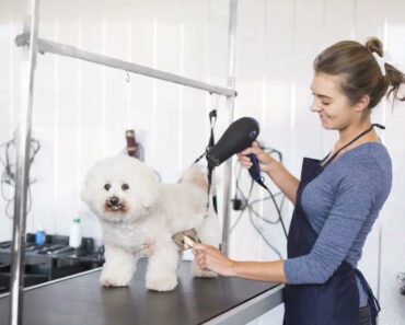 Grooming your dog : 10 tips for pet owners Grooming your dog : 10 tips for pet owners