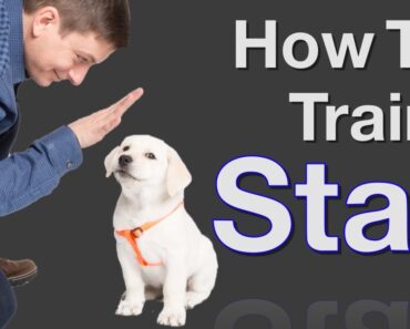 How to Teach your Dog to Stay in 3 Steps