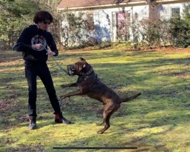 Extremely Aggressive Dog Training- The Dog Daddy