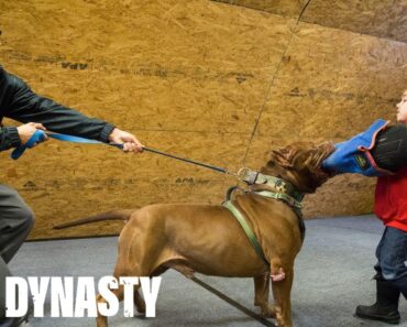 Hulk ‘Attacks’ 6-Year-Old Pit Bull Trainer Hulk ‘Attacks’ 6-Year-Old Pit Bull Trainer