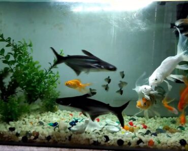Care of Aquarium Shark || About feeding and Maintenance ||