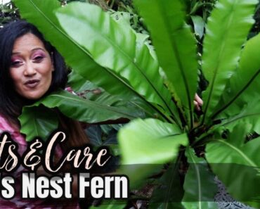 ALL ABOUT THE BIRD’S NEST FERN