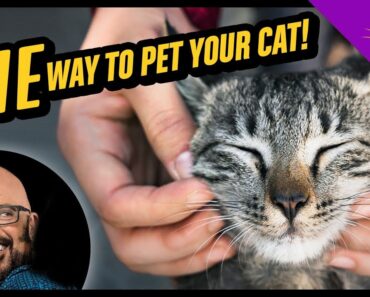 Cat Petting 101