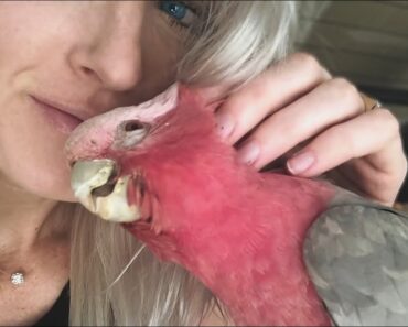My Bird Care Routine