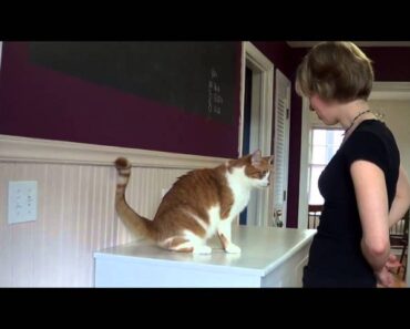 Training a Cat to Sit