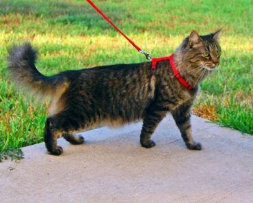 4 Tips To Get Your Cat to Go on a