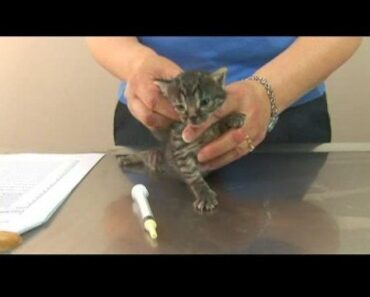 Kitten Care : De-Worming Kittens