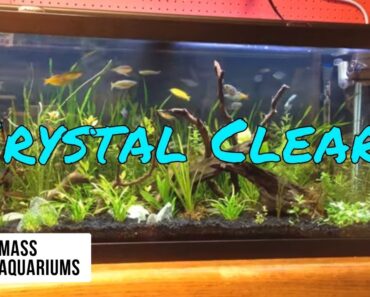 How to Keep CRYSTAL CLEAR water in your AQUARIUM/ Clean