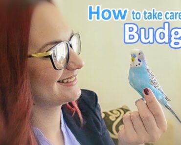 How to Take Care of a Budgie, Parakeet