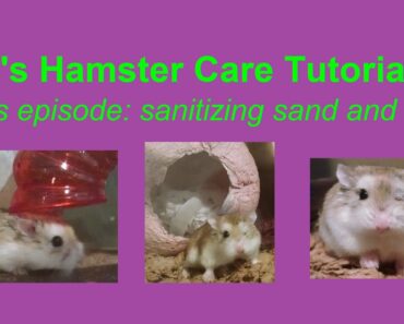 Hamster/Small Pet Care Tutorial: Sanitizing Sand And Toys