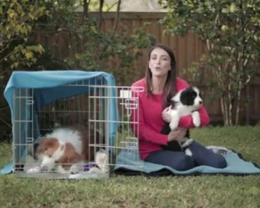 Winter Pet Tips with Dr Katrina