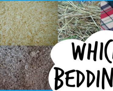 BEDDING