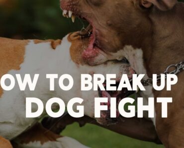 How to Break Up a Dog Fight