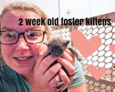 2 week old KITTEN CARE