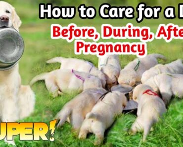 How to care pregnant dog /How to Care for a