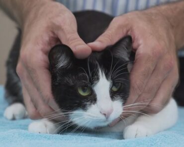How to pick up a cat like a pro –